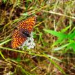 The butterfly with open wings