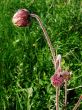Not dismissed flowers
