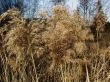 Background from a spring dry cane