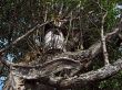 Ancient beer beehive