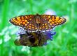 The butterfly and bumblebee