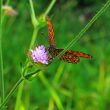 butterfly and flower