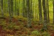 Colors in autumn