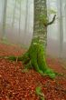 Tree in the fog