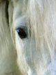 Horse eye