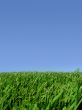 Background of sky and grass