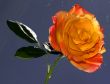 Beautiful Rose