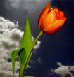 Beautiful Tulip