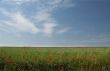 summer field in blossom