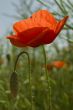 red poppy flower