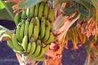 bananaplant