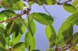 Ficus altissima on blue sky