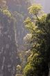trees on ravine