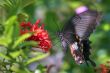 vibrating butterfly Pachliopta aristolochiae