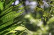 fresh leaf in jungle