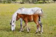 horse with its son eating grass