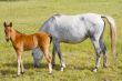 horse with its son eating grass
