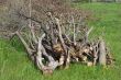 Pile of firewood on grass