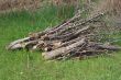 Pile of firewood on grass