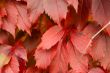 Red autumn leaves