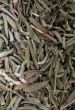 Thyme Leaves
