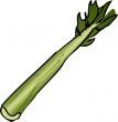 Celery