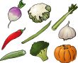 Vegetables illustration