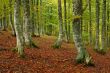 Colors in autumn