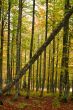 Colors in autumn