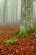 Trees in the foggy autumn