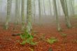 Colors in the foggy autumn