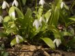 Snowdrops in Sochi