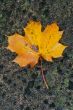 Autumn leaf