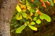 Leaves on a tree