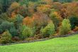 Autumn colors the forest