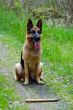 german shepherd