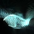 Fractal design