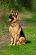 german shepherd