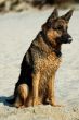 german shepherd