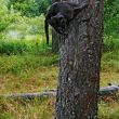 cat jump on tree