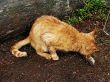 The red cat eats a fish
