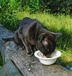 Eating cat