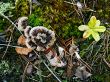 Background - a wood carpet