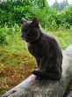 Licking lips cat