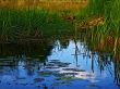 Wild ducks on coast of lake