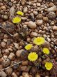 Spring dandelions