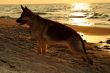 german shepherd