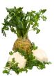Celery Root