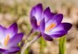 Spring Crocus