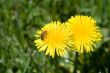 Pollinating the Dandelions